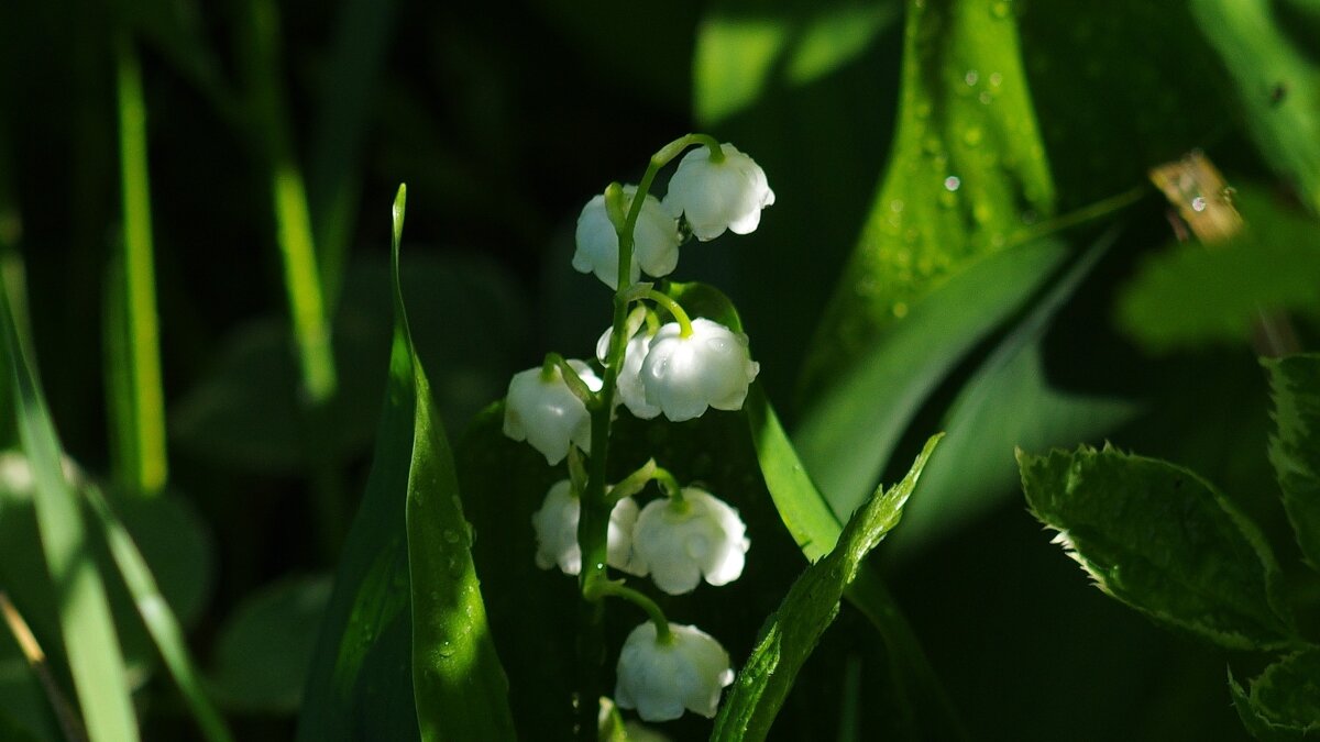 Ландыши - Сергей Швечков Ландыши - Сергей Швечков