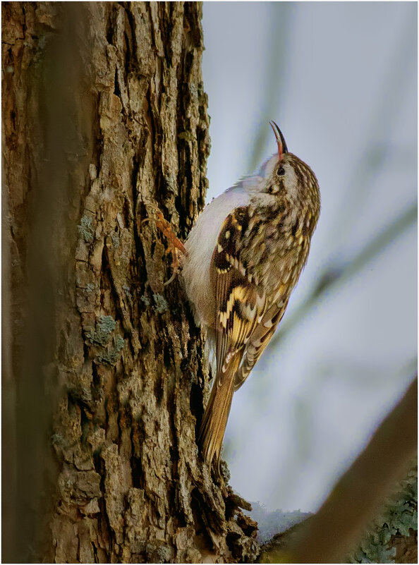Короткопалая пищуха - Валентин Котляров Короткопалая пищуха - Валентин Котляров