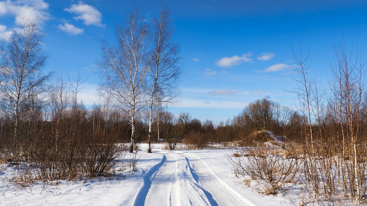 Стройные берёзки у дороги (репортаж из поездок по области). - Милешкин Владимир Алексеевич Стройные берёзки у дороги (репортаж из поездок по области). - Милешкин Владимир Алексеевич