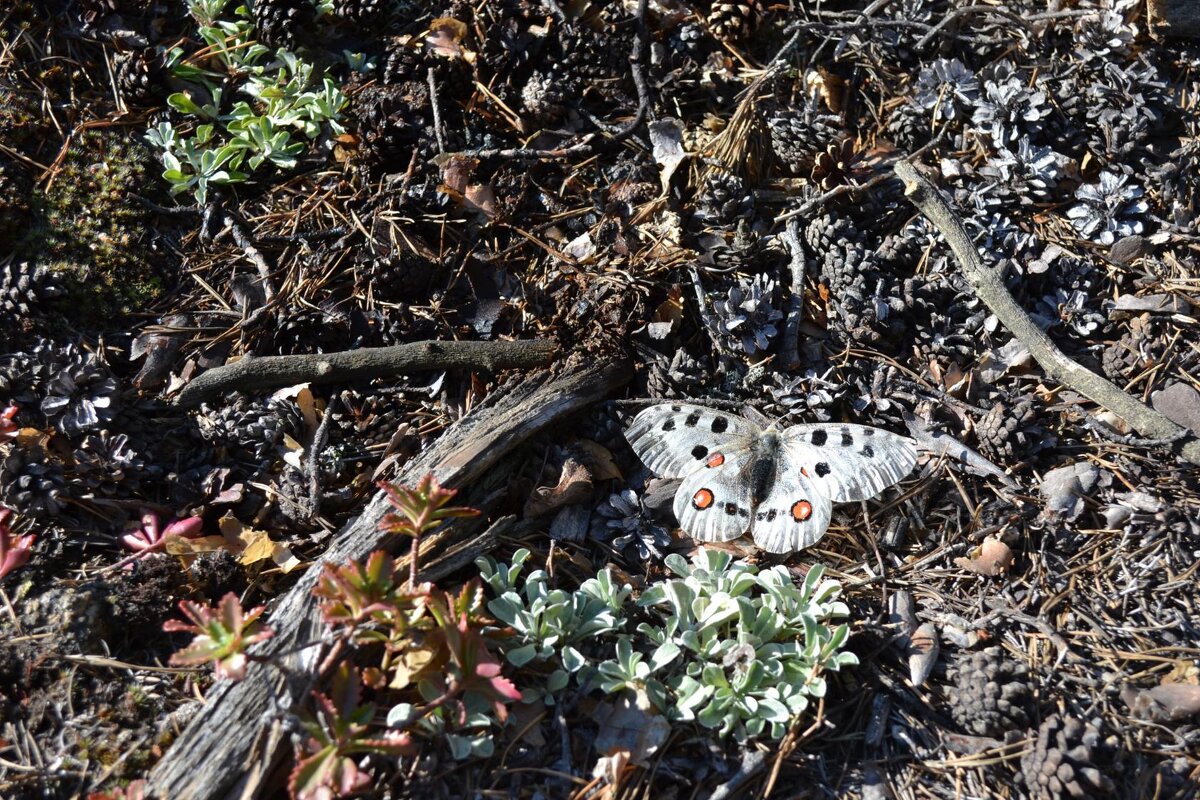 Бабочка Апполон - Андрей Хлопонин