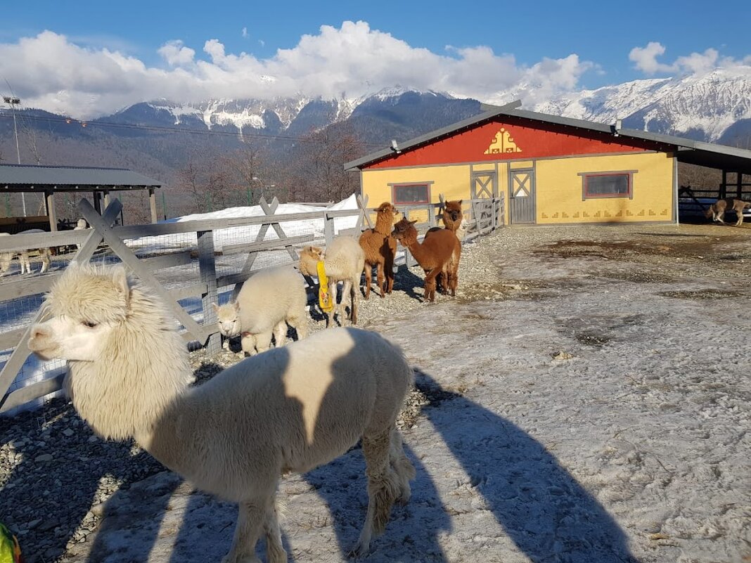 Парк АЛЬПАК. Роза хутор - Tata Wolf