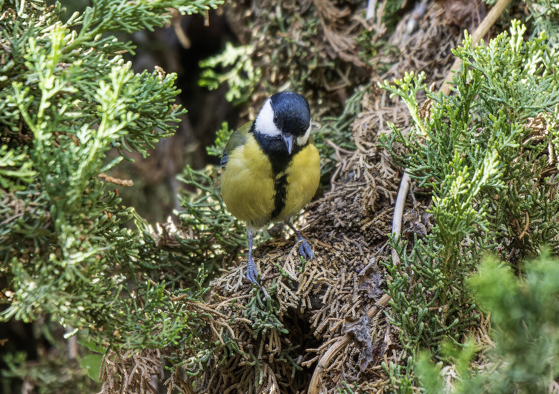 Большая синица. - Alexander Amromin