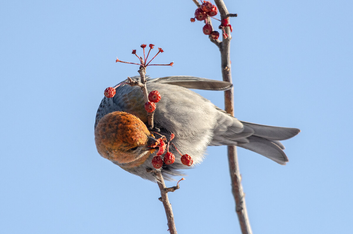 Щур. - Виктор Иванович Чернюк Щур. - Виктор Иванович Чернюк