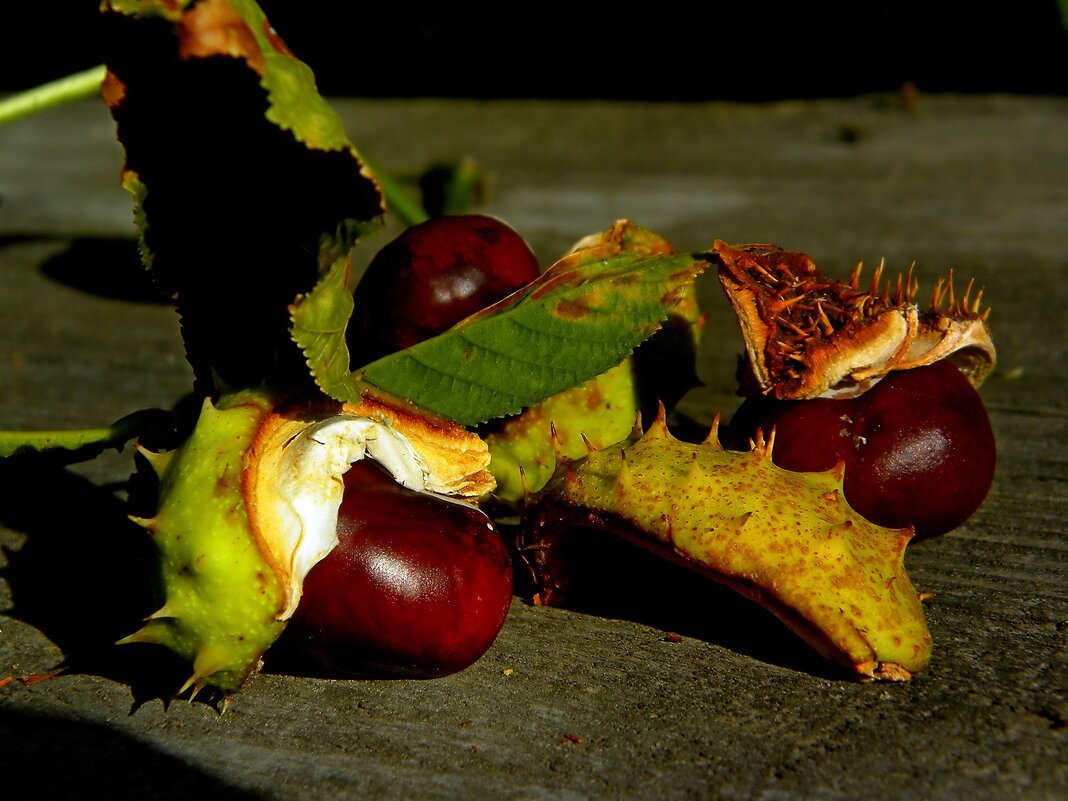 Просто натюрморт - Роман Савоцкий Просто натюрморт - Роман Савоцкий
