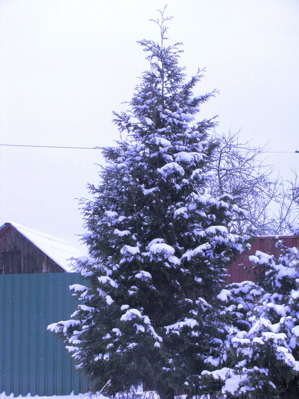 Принарядилась туя - Людмила Смородинская Принарядилась туя - Людмила Смородинская
