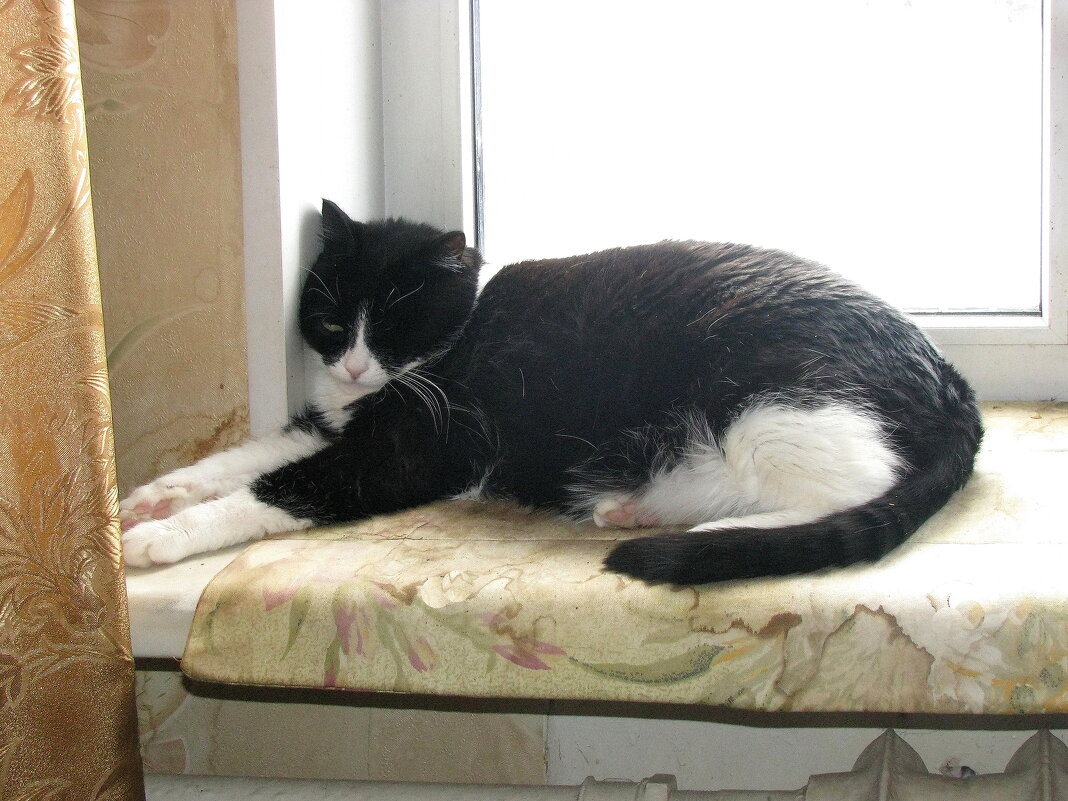 Хорошо спать на окне - Людмила Смородинская Хорошо спать на окне - Людмила Смородинская