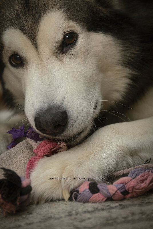 Ярик. - leff Postnov Ярик. - leff Postnov