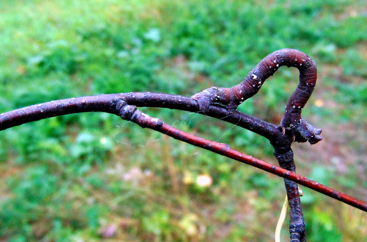 Гусеница-мастер маскировки. - nadyasilyuk Вознюк