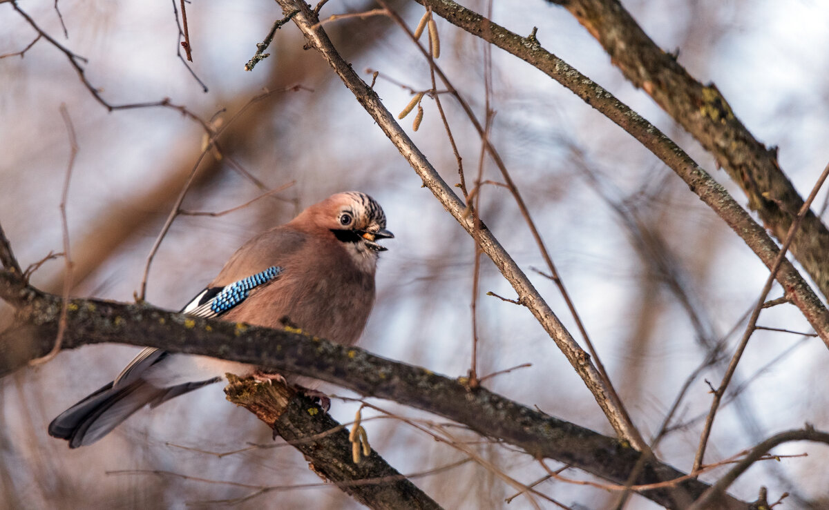 Сойка. - Владимир Безбородов