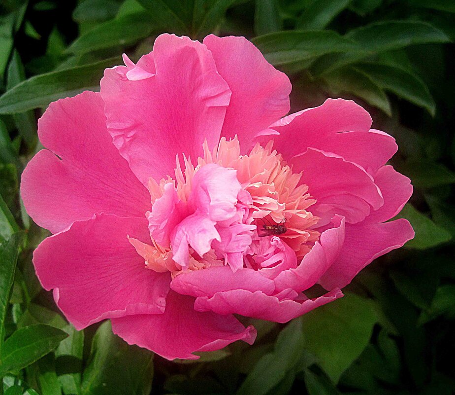 С НАСТУПАЮЩИМ 23 ФЕВРАЛЯ!МИРА,ЗДОРОВЬЯ,ДОБРА,ДОРОГИЕ МУЖЧИНЫ! - Елена Семигина С НАСТУПАЮЩИМ 23 ФЕВРАЛЯ!МИРА,ЗДОРОВЬЯ,ДОБРА,ДОРОГИЕ МУЖЧИНЫ! - Елена Семигина