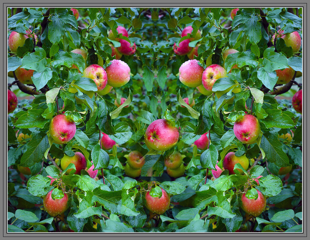 Урожай -24 - Владимир Кроливец