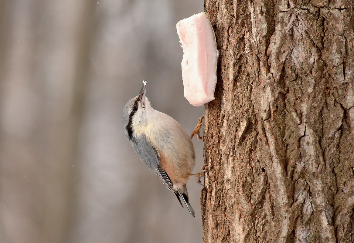 Ямщик - Алексей . Ямщик - Алексей .