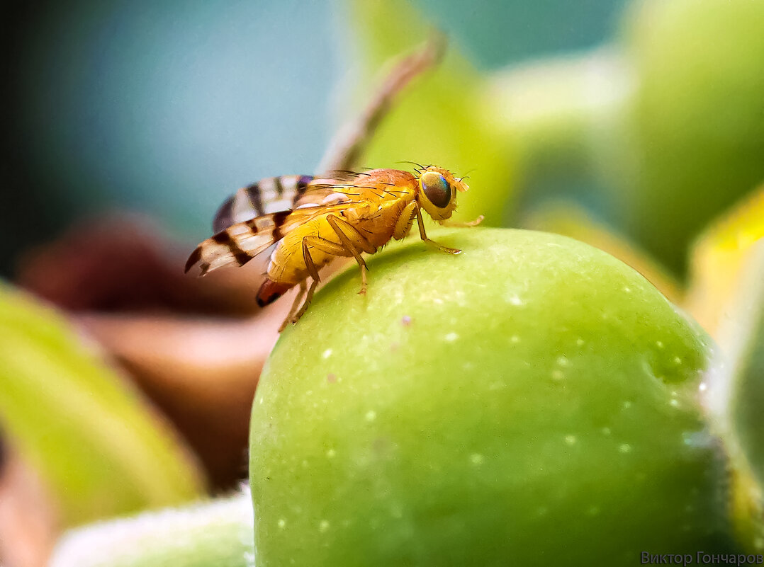 плодовая муха - Laryan1 