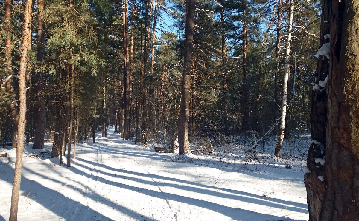 Тени - Galina Solovova