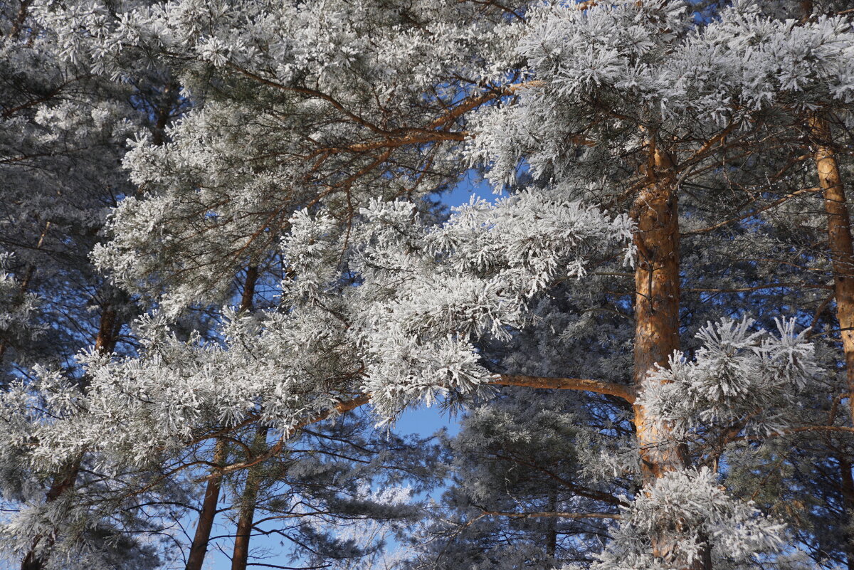 Зимние сосны - Наталия Григорьева