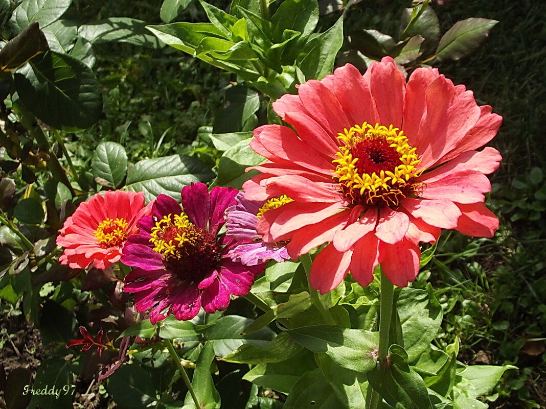 Циннии - Freddy 97