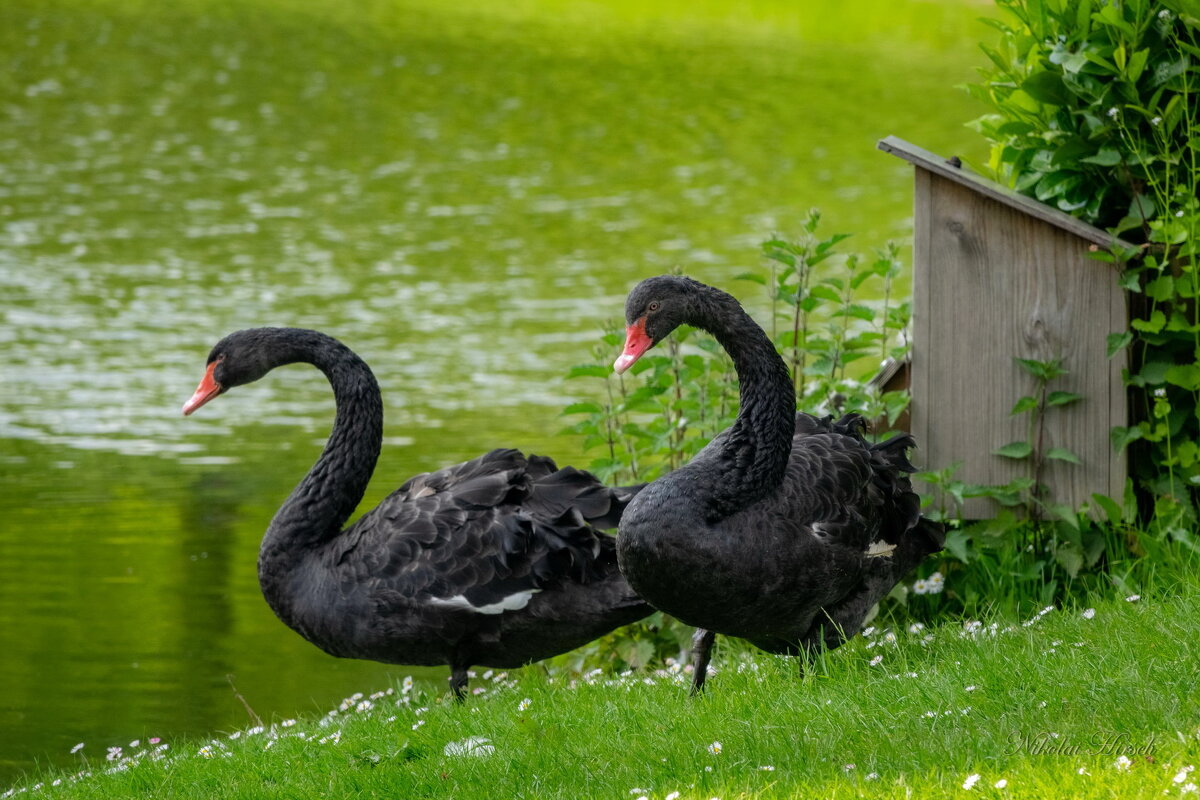 Про двух чёрных лебедей... - Николай Гирш Про двух чёрных лебедей... - Николай Гирш