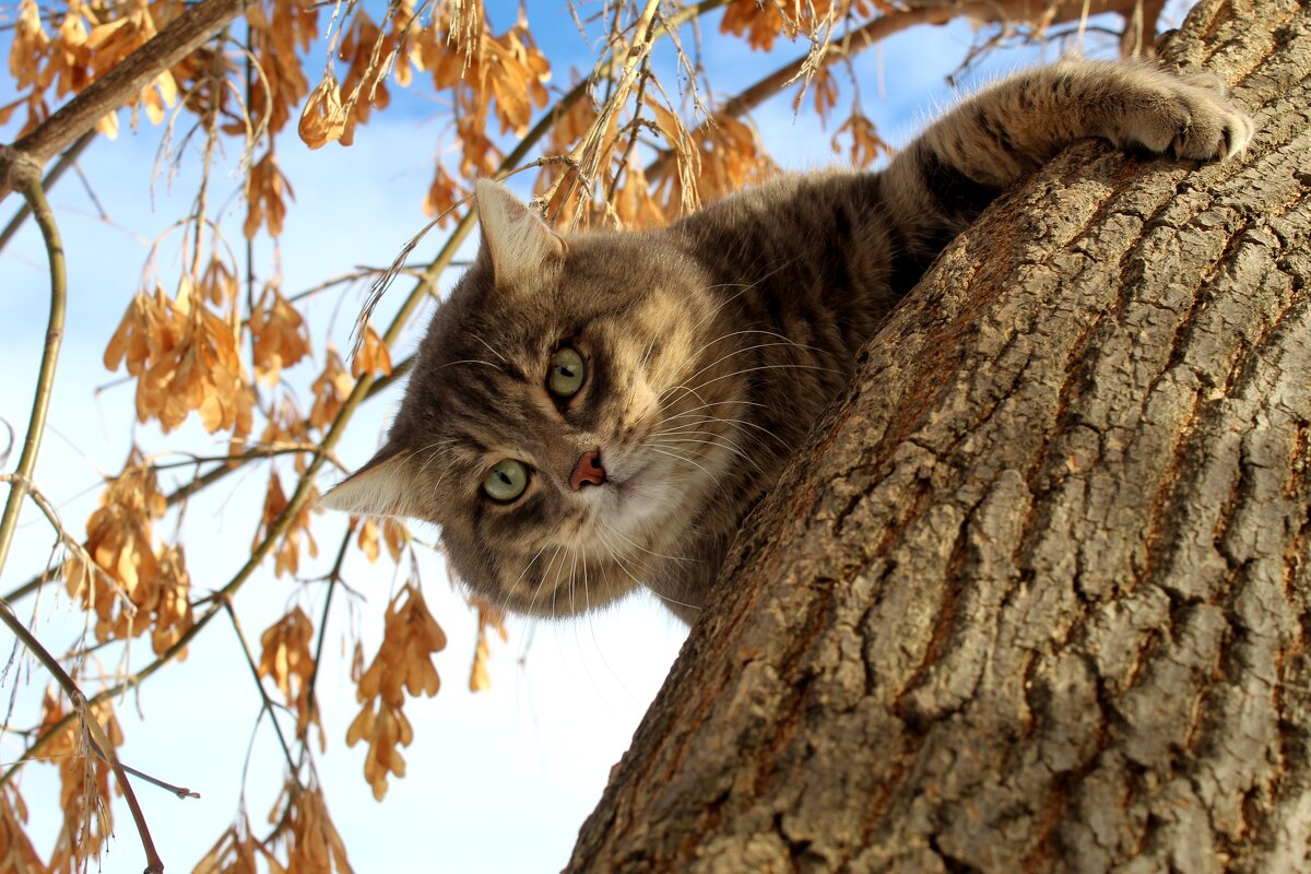 Соседский кот - Владимир Помазан