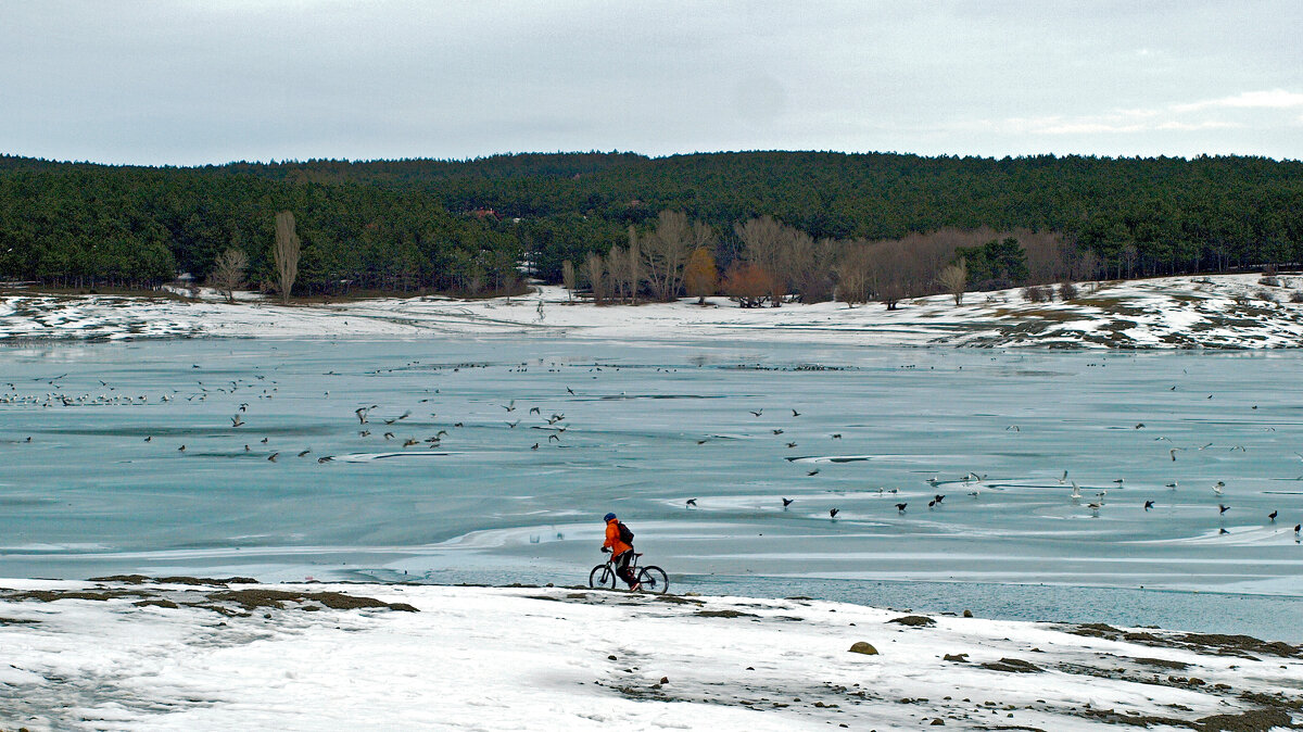 птичий переполох - Всеволод 