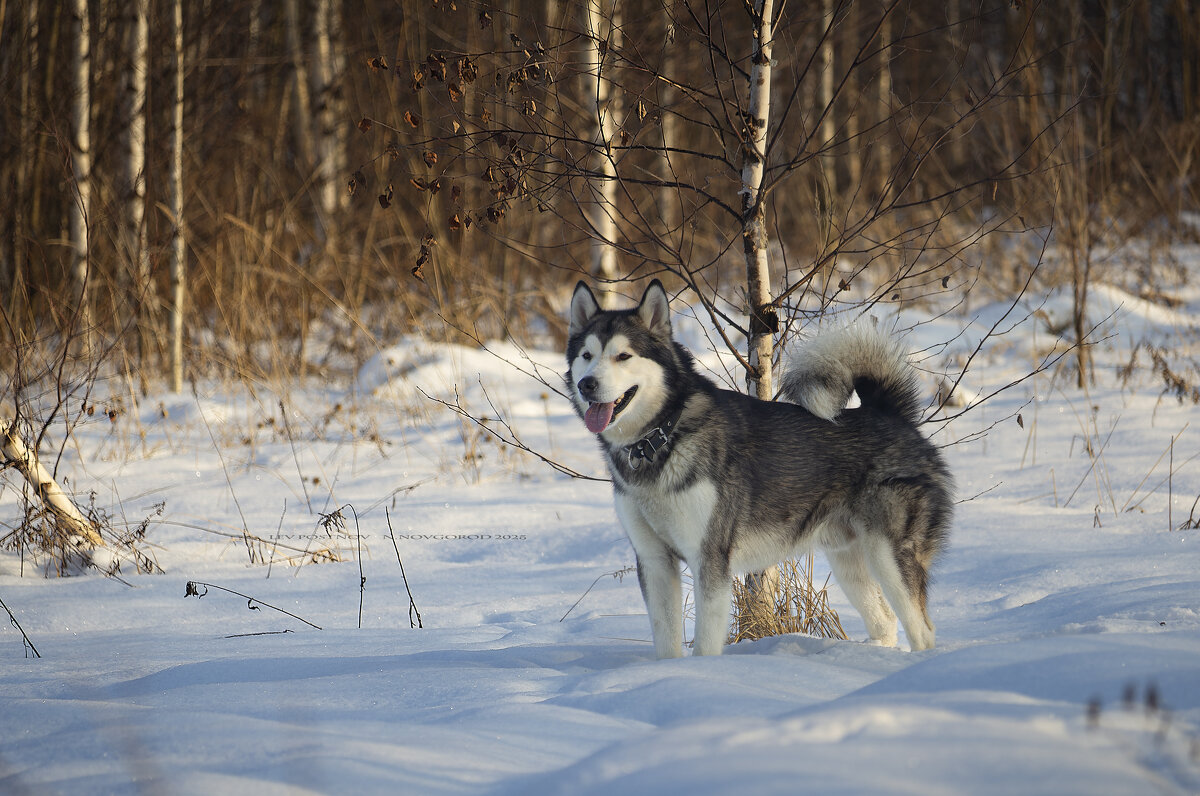 Ярик. - leff Postnov Ярик. - leff Postnov