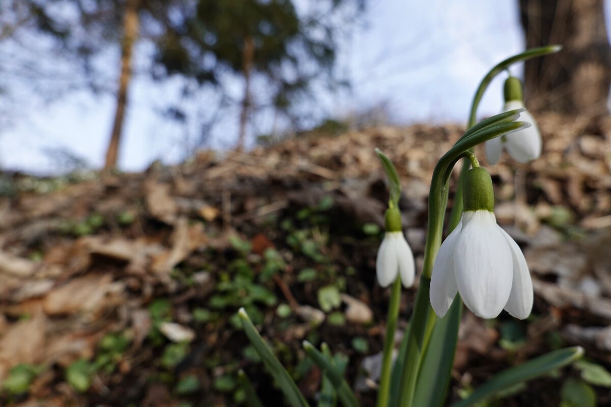 ...земля уже под солнышком проснулась... - Галина ...земля уже под солнышком проснулась... - Галина