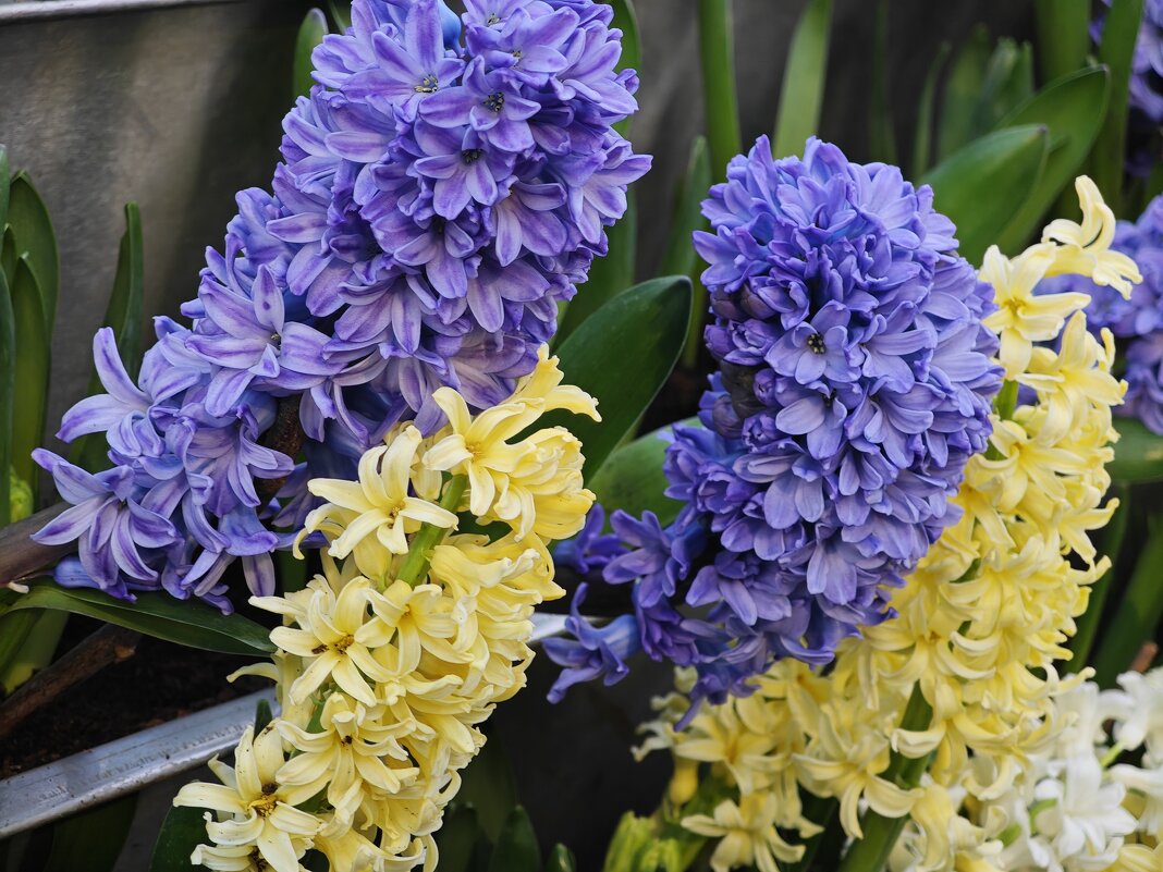 Гиацинты - Репетиция весны в Аптекарском огороде - <<< Наташа >>> Гиацинты - Репетиция весны в Аптекарском огороде - <<< Наташа >>>