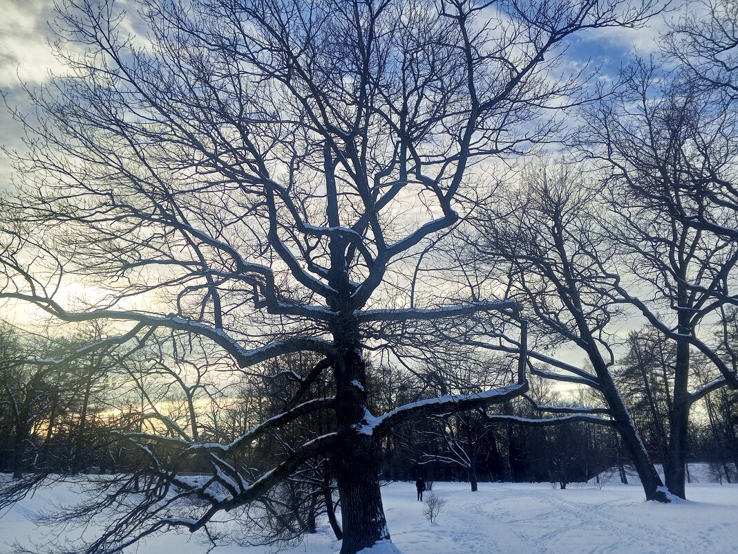 Зима - Сапсан Зима - Сапсан