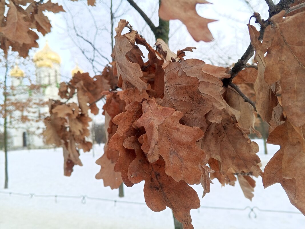 Дуб - Сапсан 