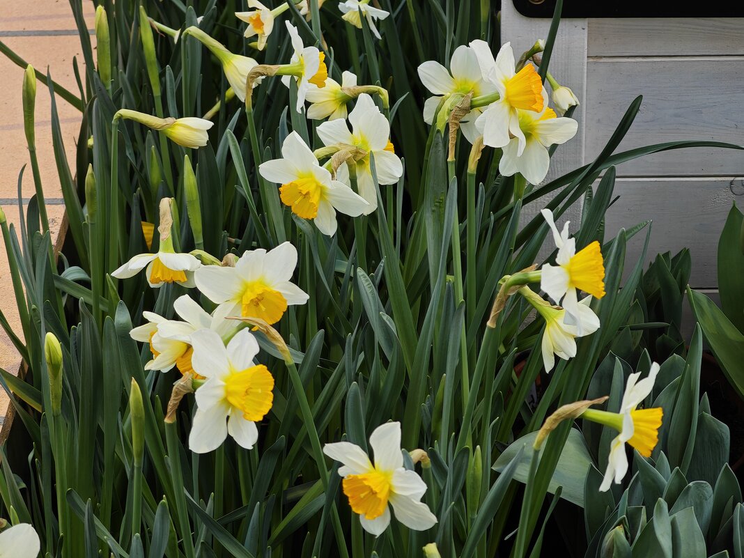 Нарциссы - Репетиция весны в Аптекарском огороде - <<< Наташа >>> Нарциссы - Репетиция весны в Аптекарском огороде - <<< Наташа >>>