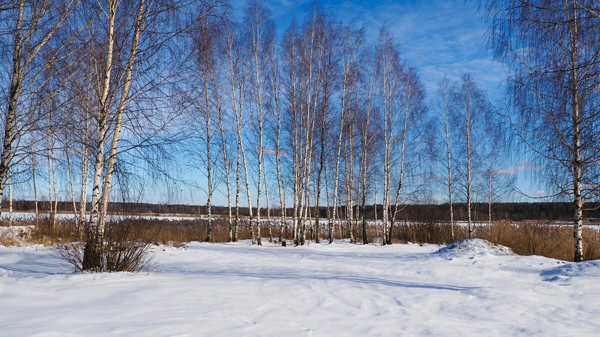 Берёзки в ожидании весны (репортаж из поездок по области). - Милешкин Владимир Алексеевич 
