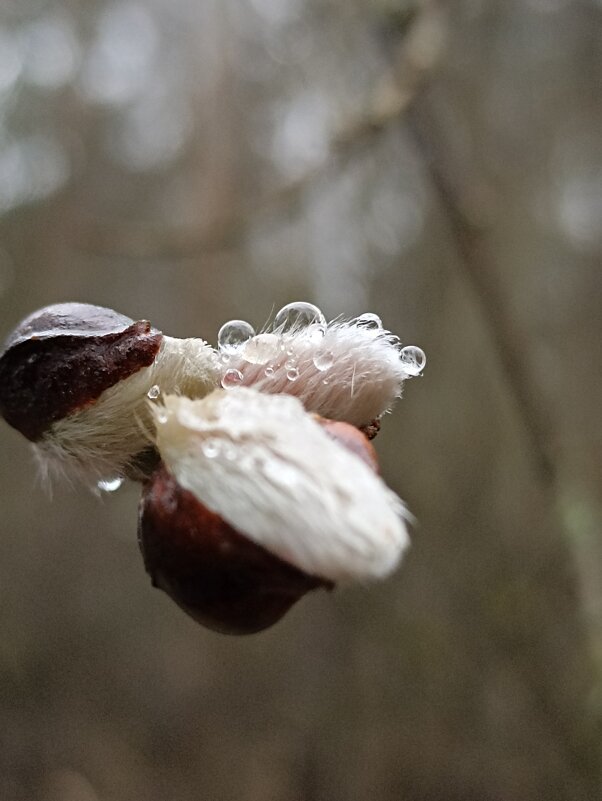 В ожидании весны - Pippa В ожидании весны - Pippa