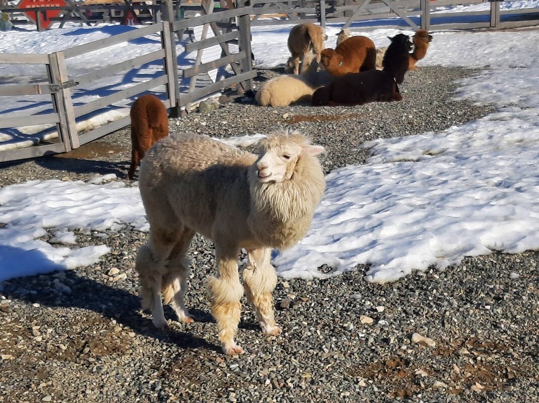 Парк АЛЬПАК. Роза хутор - Tata Wolf