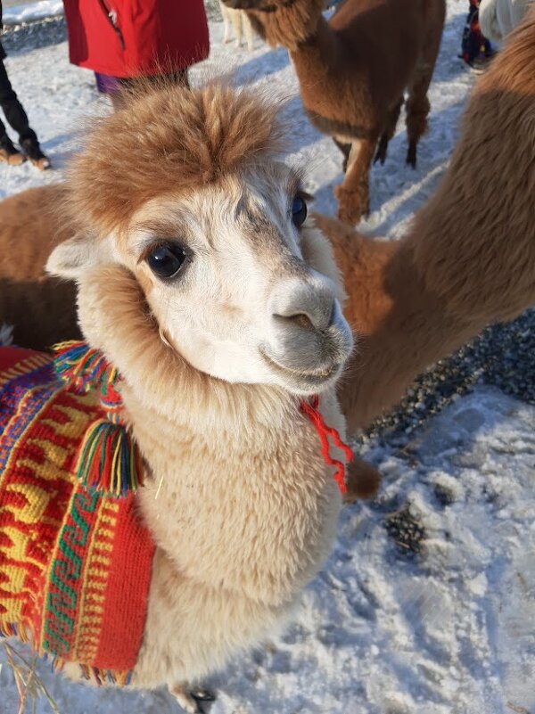 Парк АЛЬПАК. Роза хутор - Tata Wolf