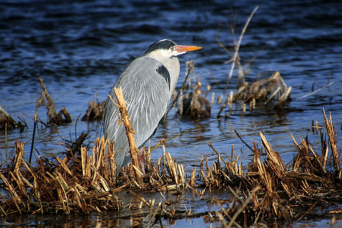 *** - Андроник Александр 