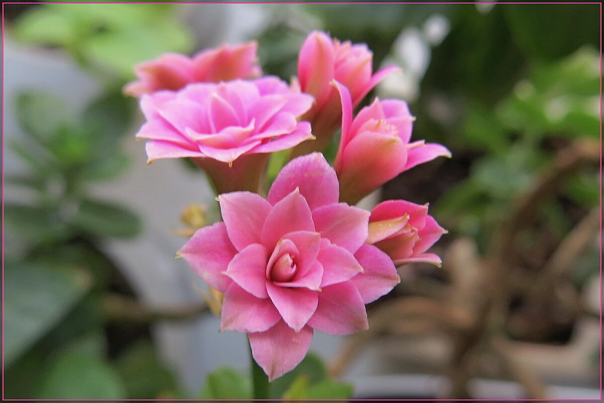 цветок Каланхоэ - Сеня Белгородский цветок Каланхоэ - Сеня Белгородский