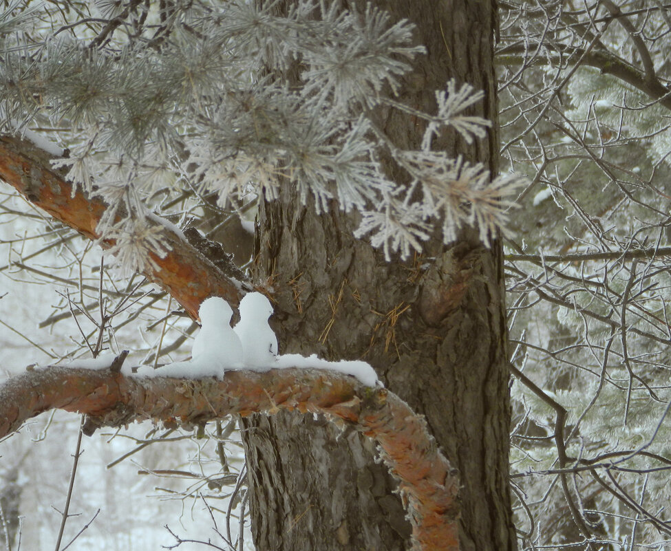 снежные голубки - Лера снежные голубки - Лера