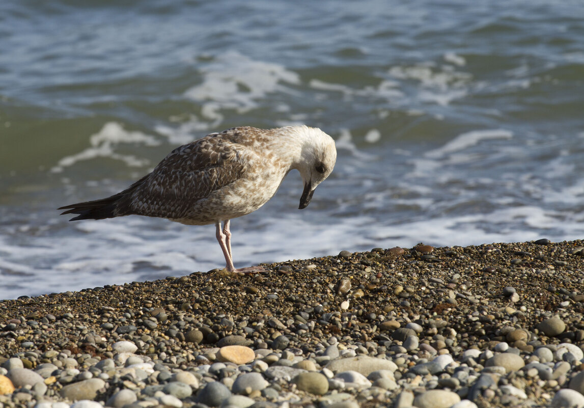 Генральские пляжи - Олег Денисов Генральские пляжи - Олег Денисов