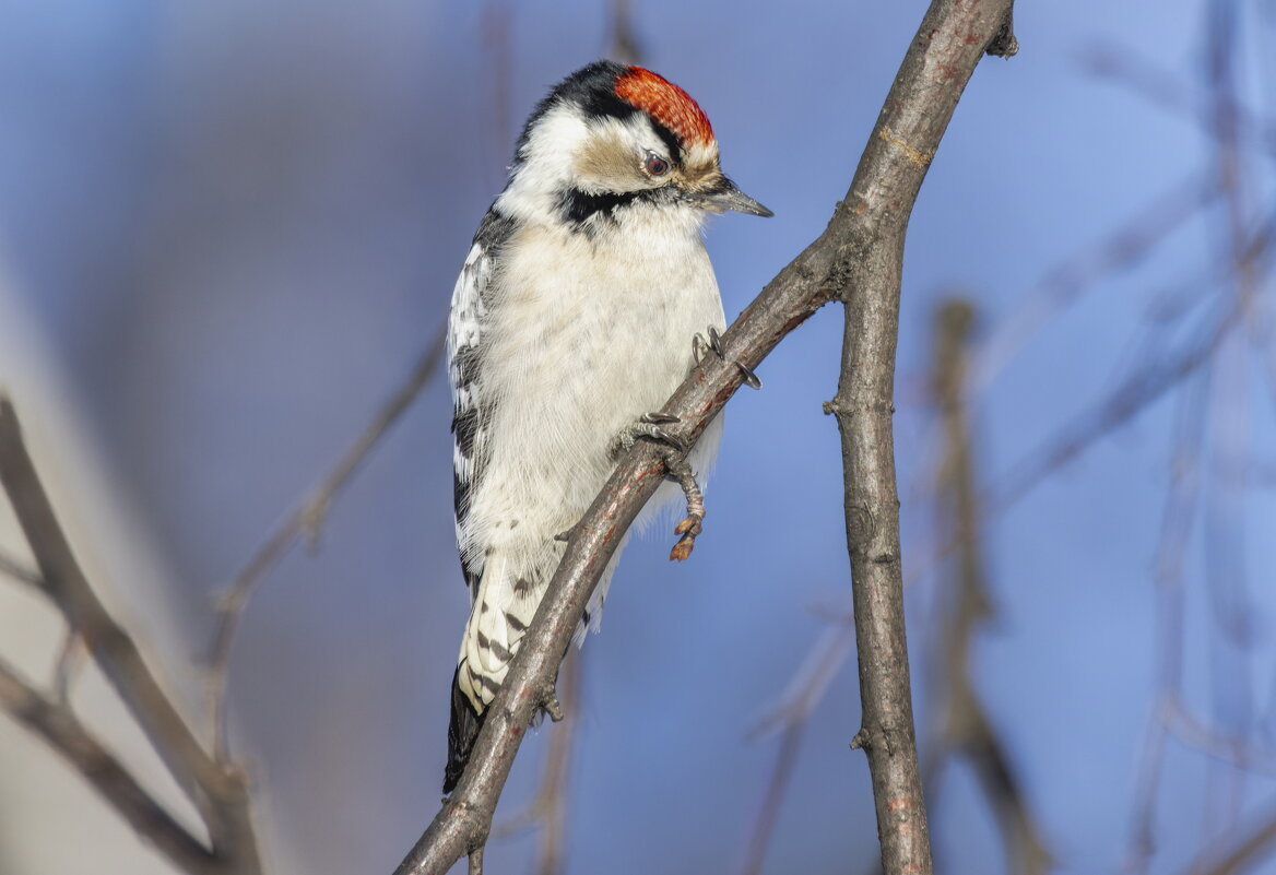 малый пестрый дятел. - юрий макаров малый пестрый дятел. - юрий макаров