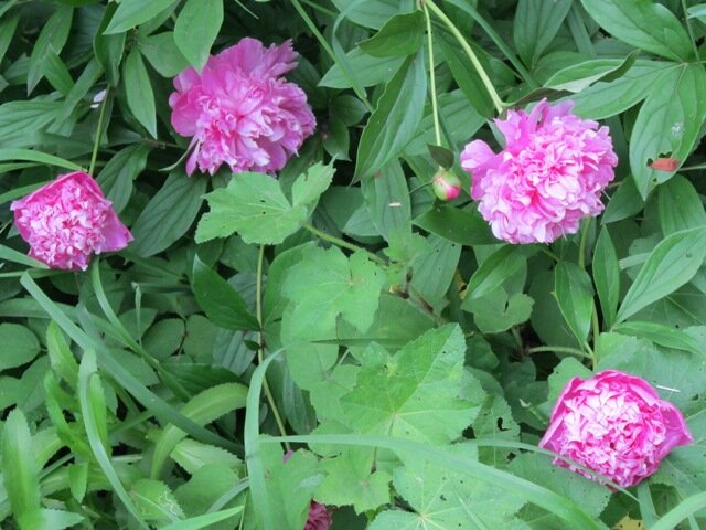 Пионы - Дмитрий Никитин