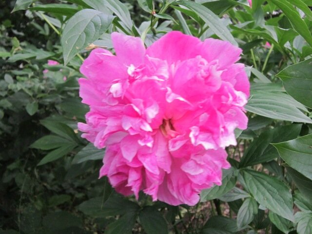 Розовый цветок - Дмитрий Никитин