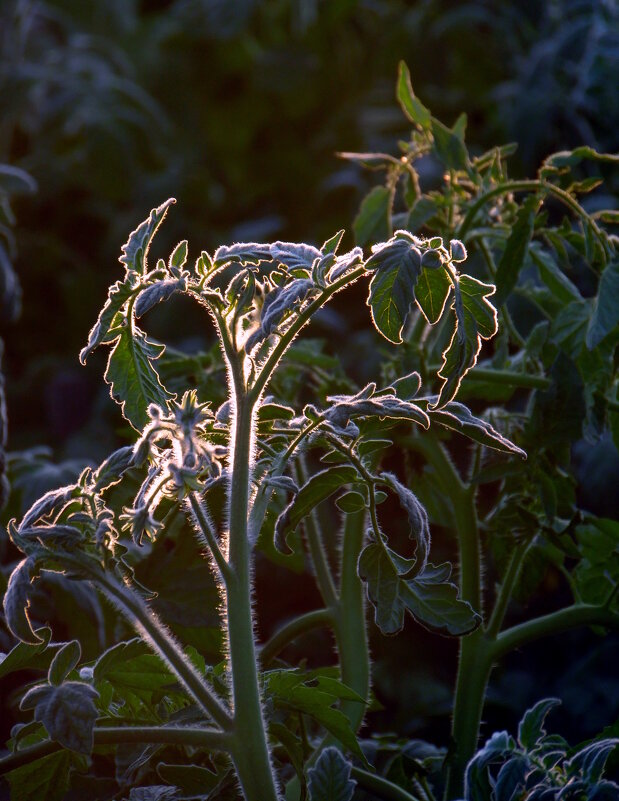 Рассада помидор. - nadyasilyuk Вознюк Рассада помидор. - nadyasilyuk Вознюк