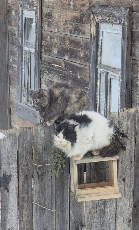Птички - Надежда Шубина Птички - Надежда Шубина