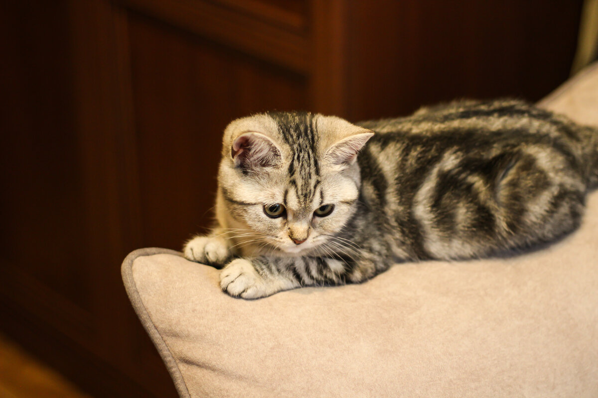 Наша кошка Соня - Сергей Михайлов