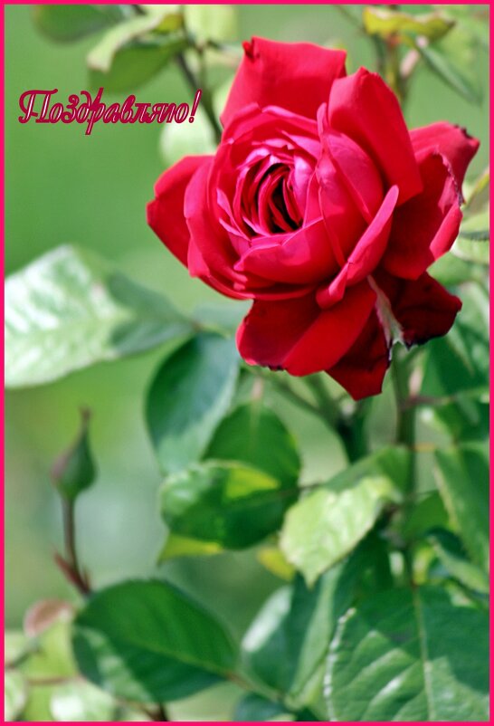 Мужчины! С Праздником! - Светлана SvetNika17 Мужчины! С Праздником! - Светлана SvetNika17