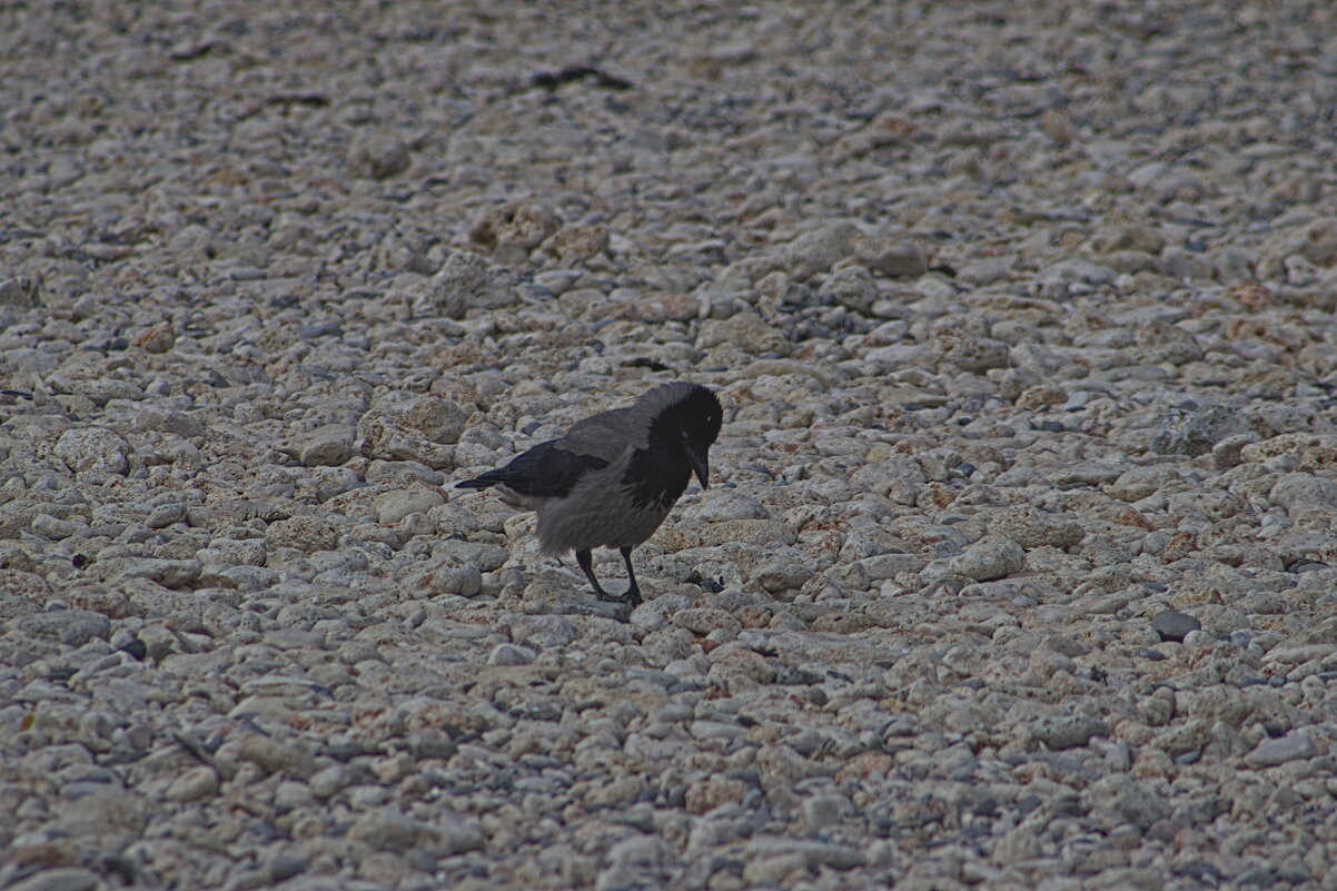 Серая ворона - Giant Tao /
