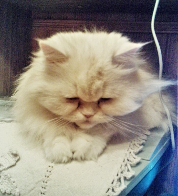 Сладкий сон. - Венера Чуйкова Сладкий сон. - Венера Чуйкова