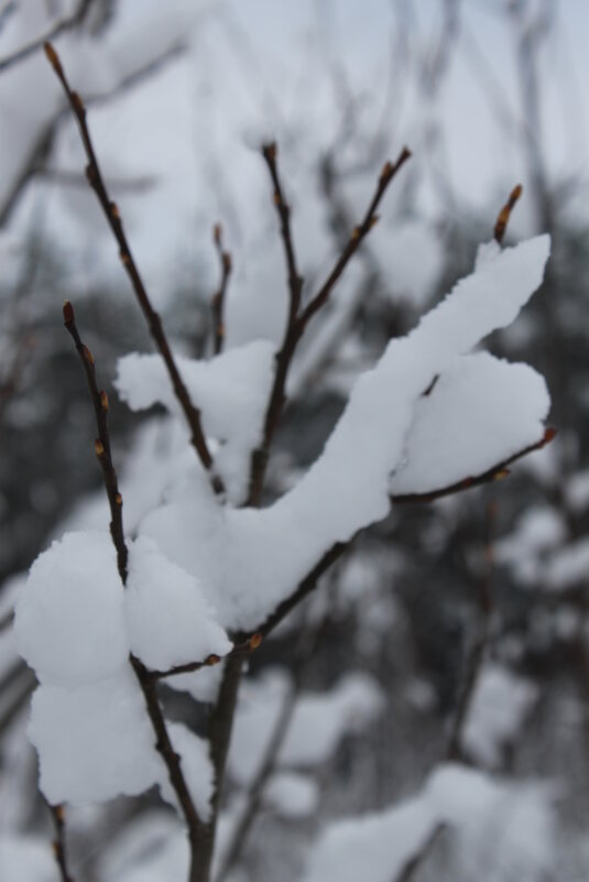 В снегу - Любовь Иванова