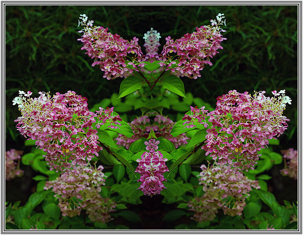 Цветение - Владимир Кроливец