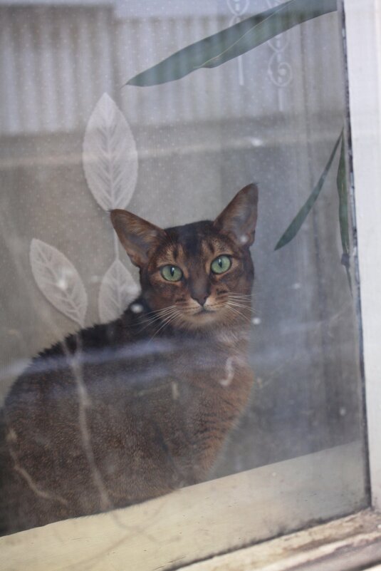 ... - Александр Кольцов