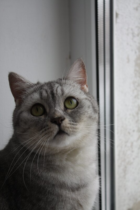 кошка Матильда - Александр Кольцов